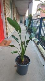 Strelitzia Reginae 110cm met pot, Huis en Inrichting, Ophalen, 100 tot 150 cm, Overige soorten, In pot