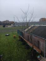 Walnoten bomen, Tuin en Terras, Ophalen, 400 cm of meer, Walnotenboom