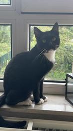 Spoed nieuw huisje gezocht!, Dieren en Toebehoren, Katten en Kittens | Overige Katten, Kater