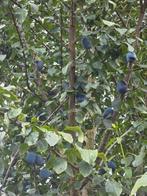 Pruimenboom, Tuin en Terras, Planten | Bomen, Overige soorten, Zomer, 400 cm of meer, Ophalen