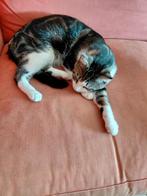 Lieve kater van 14 maanden zoekt fijn thuis met een tuin., Dieren en Toebehoren, Katten en Kittens | Raskatten | Korthaar, Kater