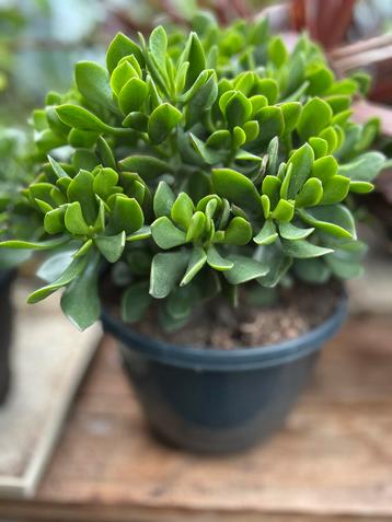 Crassula Ovata 'Gollum' Vetplant beschikbaar voor biedingen
