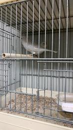 Kanaries, Ophalen of Verzenden, Zo goed als nieuw, Hout, Volière