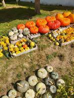 Pompoenen, kalebassen, Turkse muts, Halloween., Ophalen