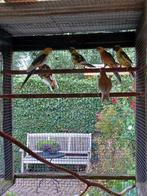Pennant rosella mutaties uit roodbont  x roodbont, Mannelijk, Parkiet, Geringd