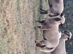 Dek Ram, Dieren en Toebehoren, Schapen, Geiten en Varkens, Mannelijk, Schaap, 0 tot 2 jaar