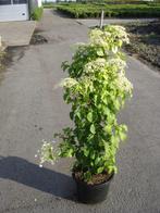 Klimhortensia’s (Hydrangea Petiolaris) 50 t/m 150cm in pot, Ophalen, Zomer, Vaste plant, Klimplanten
