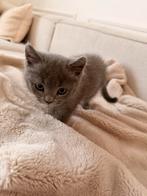 Britse korthaar Kitten, Dieren en Toebehoren, Katten en Kittens | Raskatten | Korthaar, Kater, Gechipt, 0 tot 2 jaar