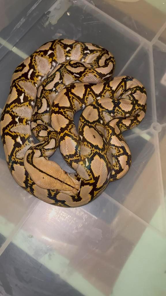 1.0 Mocha Netpython 2024, Dieren en Toebehoren, Reptielen en Amfibieën, Hagedis, 0 tot 2 jaar