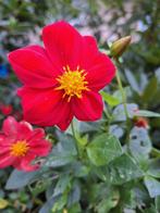 Dahlia Knollen Rood, Tuin en Terras, Ophalen of Verzenden, Volle zon, Knol