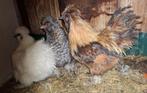 Trio zijderhoen kriel, Dieren en Toebehoren, Pluimvee, Meerdere dieren, Kip