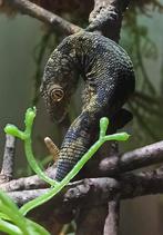 Eurydactylodes Vieillardi koppel, Dieren en Toebehoren, Reptielen en Amfibieën, Hagedis, 3 tot 6 jaar
