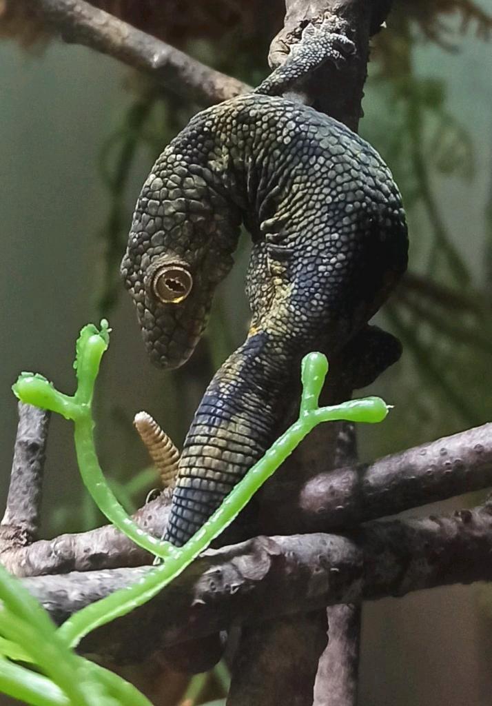 Eurydactylodes Vieillardi koppel, Dieren en Toebehoren, Reptielen en Amfibieën, Hagedis, 3 tot 6 jaar