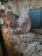 Broedeieren wyandotte geel wit gezoomd kriel, Geslacht onbekend, Kip