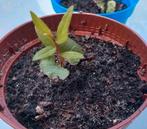 Granaatappel 🌿 plantjes, Ophalen, Zomer, Groenteplanten, Volle zon