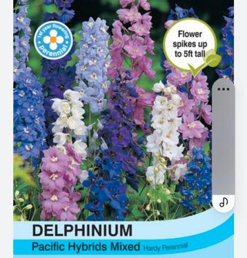 DELPHINIUM PACIFIC planten.  beschikbaar voor biedingen