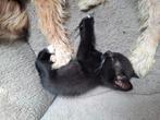 Kittens zoeken een nieuw huisje, Poes, Kortharig, 0 tot 2 jaar