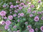Te koop vaste tuinplanten, Tuin en Terras, Planten | Tuinplanten, Volle zon, Vaste plant, Zomer, Ophalen
