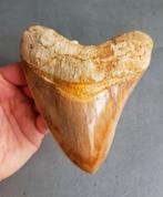 *super* Megalodon tand 13,2cm, Ophalen of Verzenden, Fossiel