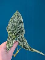 Syngonium Mottled Mojito, Ophalen of Verzenden, Overige soorten, Minder dan 100 cm