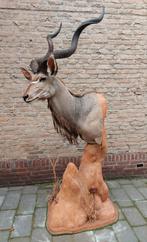 Opgezette kudu taxidermy opgezet afrika gewei schedel jacht, Ophalen, Wild dier, Gewei of Kop