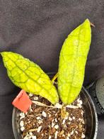 Hoya clemensiorum nr 2, Overige soorten, In pot, Minder dan 100 cm, Bloeiende kamerplant