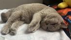 Britse korthaar poes, Dieren en Toebehoren, Katten en Kittens | Raskatten | Korthaar, Poes, Gechipt