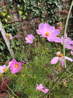 Cosmea zaad, Tuin en Terras, Bloembollen en Zaden, Ophalen of Verzenden