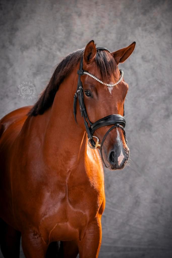 Bijrijder/ verzorger gezocht! Egmond aan den Hoef, Dieren en Toebehoren, Paarden en Pony's | Overige Paardenspullen, Dressuur