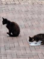 Mooi boerderijkitten,gratis ,ook moederpoes kan erbij!, Dieren en Toebehoren, Katten en Kittens | Overige Katten