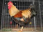Hanen GEZOCHT, Dieren en Toebehoren, Pluimvee, Mannelijk, Kip