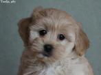 Leuke Maltipoo pups., Nederland, Parvo, Overige rassen, 8 tot 15 weken