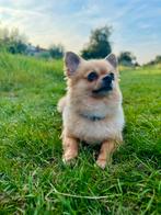 Liefste pomeriaan/chihuahua 6 jaar oud, Parvo, Reu, Eén hond, Chihuahua