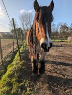 Gezocht Liefdevolle verzorgster (16+) voor mijn twee toppers, Dieren en Toebehoren, Paarden en Pony's | Overige Paardenspullen