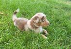 Prachtige Australian Shepherd pups, Dieren en Toebehoren, CDV (hondenziekte), 8 tot 15 weken, Meerdere, Meerdere dieren