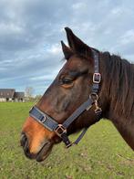 Longeer/Grondwerk halster FULL marineblauw, Dieren en Toebehoren, Ophalen of Verzenden, Zo goed als nieuw, Recreatie