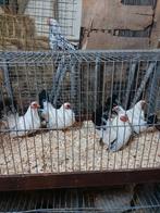 Chabo's  Colombia. prijs is per stuk., Dieren en Toebehoren, Vrouwelijk, Kip