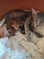 Oosterse korthaar kittens, Dieren en Toebehoren, Meerdere dieren, Ontwormd