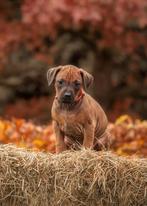 Super mooi nestje Rhodesian Ridgeback pups met FCI stamboom, Parvo, Overige rassen, 8 tot 15 weken, Meerdere