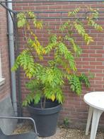 Wisteria(blauwe regen) plant in pot., Tuin en Terras, Planten | Tuinplanten, Ophalen, Vaste plant, Halfschaduw, Klimplanten