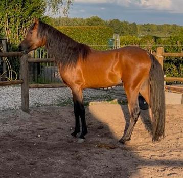 Arabisch hengstje beschikbaar voor biedingen