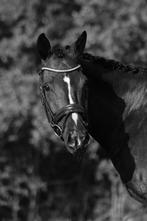 Chique hoofdstel Showtime Full, Dieren en Toebehoren, Paarden en Pony's | Hoofdstellen en Tuigage, Ophalen of Verzenden, Zo goed als nieuw