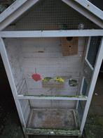 Parkieten, Dieren en Toebehoren, Vogels | Parkieten en Papegaaien, Meerdere dieren, Parkiet