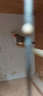 Zebravinken, Meerdere dieren, Tropenvogel, Geringd