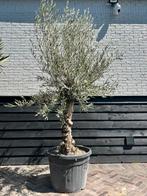 Olijfboom stamomtrek 50/70cm, Tuin en Terras, Planten | Bomen, 100 tot 250 cm, Olijfboom, Zomer, Ophalen