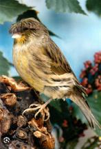 Gezocht: Gloster en Norwich kanaries., Dieren en Toebehoren, Vogels | Kanaries, Meerdere dieren