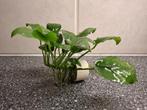 Anubias Aquariumplant B zoals op foto nu € 4,00, Ophalen, Nieuw, Plant(en), Steen of Hout