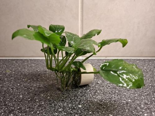 Anubias Aquariumplant B zoals op foto nu € 4,00, Dieren en Toebehoren, Vissen | Aquaria en Toebehoren, Nieuw, Plant(en), Steen of Hout