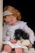 Schattige 75% Australian Shepherd en 25% border collie pups, 8 tot 15 weken, Collie, CDV (hondenziekte), Meerdere