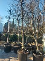 Appelbomen o.a. mooie oude Elstar, Ophalen, In pot, Lente
